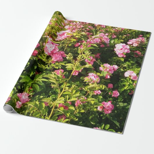 ピンクローズイン開花 ラッピングペーパー (アンロールド)