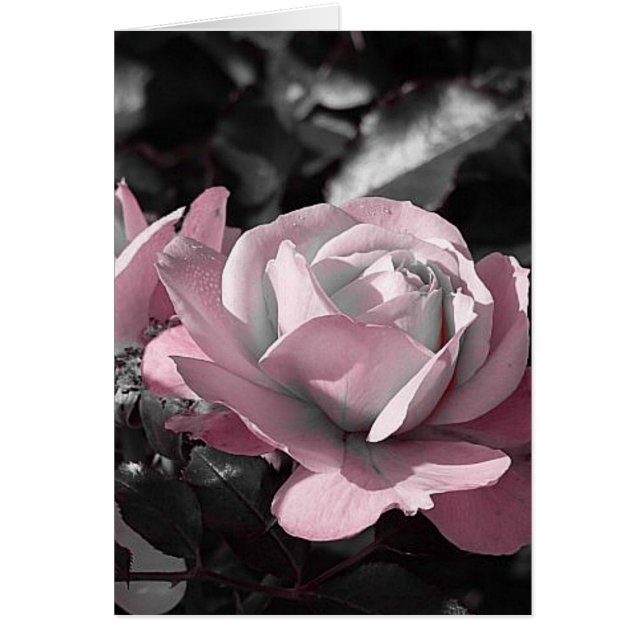 ピンクローズガーデン (正面)