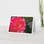 ピンクローズクローズアップポートレート カード (正面)