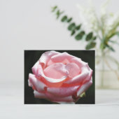 ピンクローズクローズアップ2 ポストカード (スタンド正面)