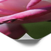 ピンクローズコルデスパスティータプリント ポスター (角)