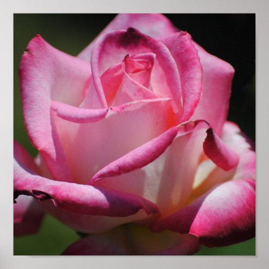 ピンクローズコルデスパスティータプリント ポスター (正面)
