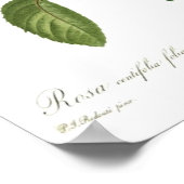 ピンクローズバイルドゥート ポスター (角)