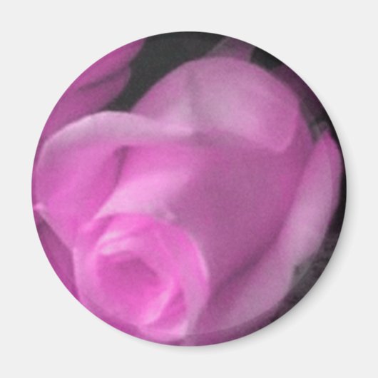 ピンクローズバッド2 1/4インチマグネット マグネット (正面)