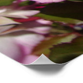 ピンクローズバラ春フラワーガーデンポスター ポスター (角)