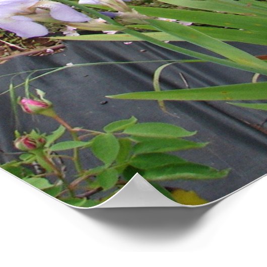 ピンクローズフラワーズ自然コテージガーデンポスター ポスター (角)