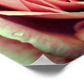 ピンクローズブドセンターアップクローズ ポスター (角)