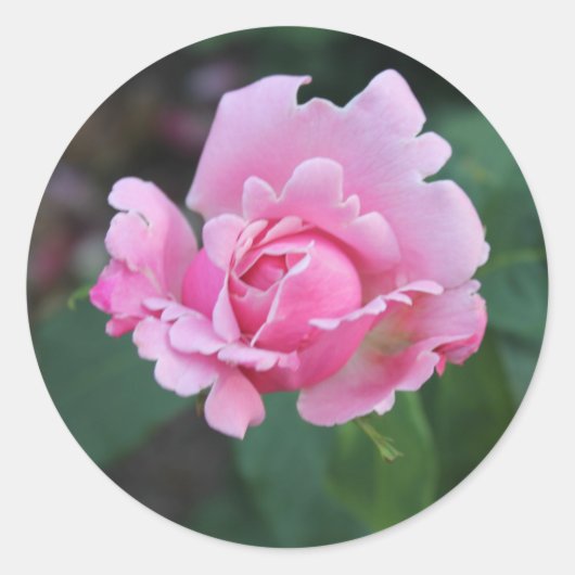 ピンクローズブド ラウンドシール (正面)