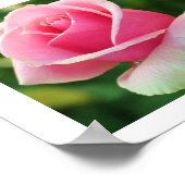 ピンクローズプリント ポスター (角)