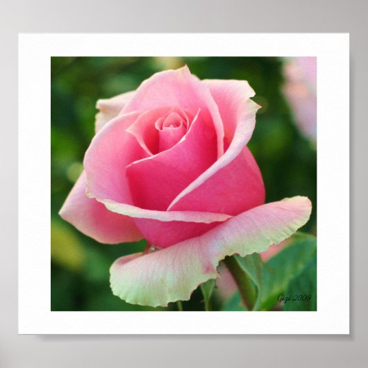 ピンクローズプリント ポスター (正面)