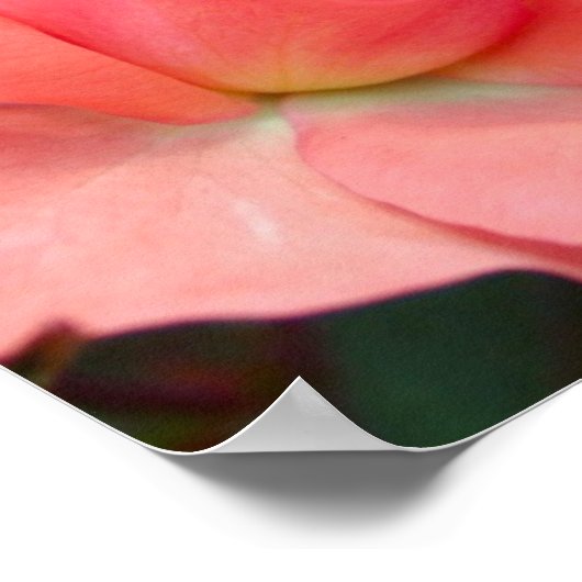 ピンクローズポスター ポスター (角)