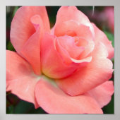 ピンクローズポスター ポスター (正面)