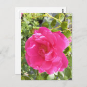 ピンクローズポストカード ポストカード (正面/裏面)