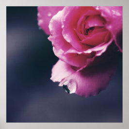 ピンクローズマクロ抽象芸術にドロップ ポスター