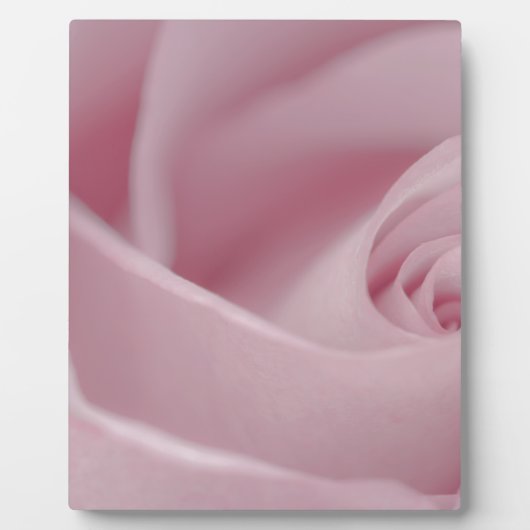 ピンクローズマクロ フォトプラーク (正面)