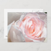 ピンクローズマクロ ポストカード (正面/裏面)