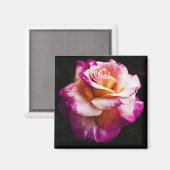 ピンクローズマグネット用冷蔵庫及びボード マグネット (正面/裏面)