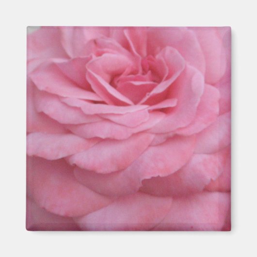 ピンクローズマグネット マグネット (正面)