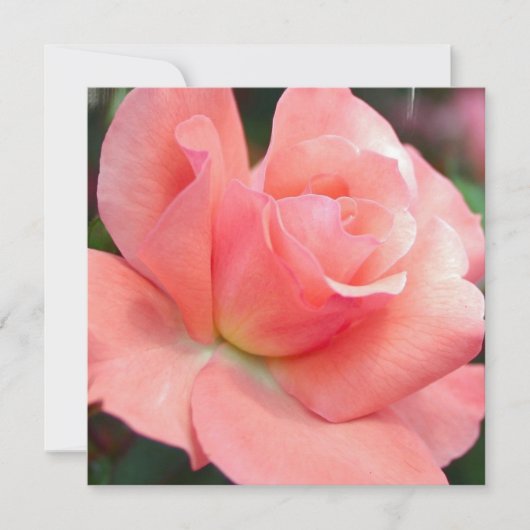 ピンクローズ招待状 招待状 (正面)