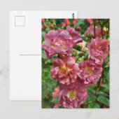 ピンクローズ美しい ポストカード (正面/裏面)