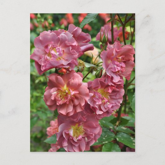 ピンクローズ美しい ポストカード (正面)