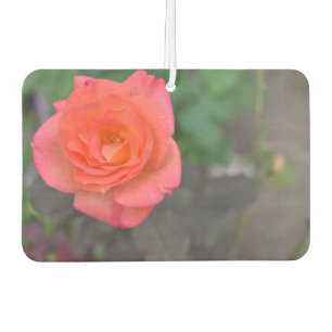 ピンクローズ自然写真花フローラ園 カーエアーフレッシュナー