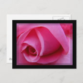 ピンクローズ花びら ポストカード (正面/裏面)