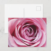 ピンクローズ詳細、春フラワーロマンチックフローラ ポストカード (正面/裏面)