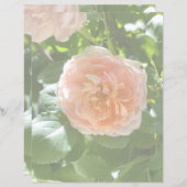 ピンクローズ8.5x11紙 (正面/裏面)