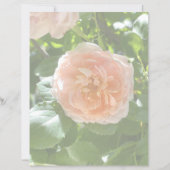 ピンクローズ8.5x11紙 (正面)
