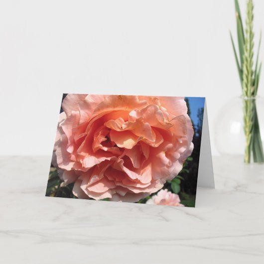 ピンクローズ カード (正面)