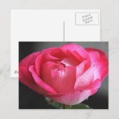 ピンクローズ ポストカード (正面/裏面)