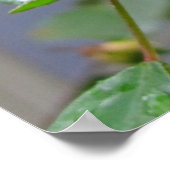 ピンクローズ&レインドロップ ポスター (角)