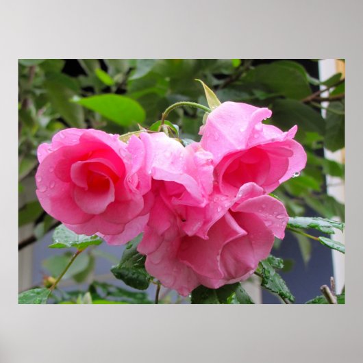 ピンクローズ&レインドロップ ポスター (正面)