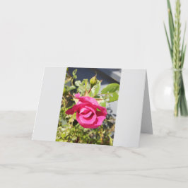 ピンクローズ#2折り畳みサンキューカード サンキューカード