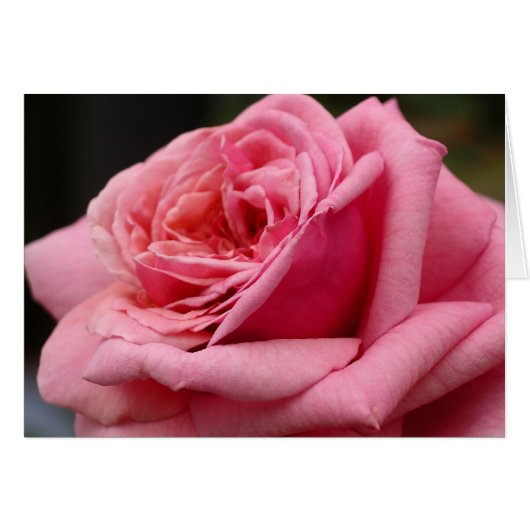 ピンクローズIかわいらし花の写真 (正面横)