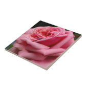 ピンクローズIかわいらし花の写真 タイル (側面)