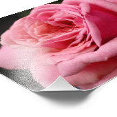 ピンクローズIかわいらし花の写真 フォトプリント            (角)