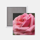 ピンクローズIかわいらし花の写真 マグネット (正面/裏面)