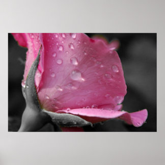 ピンクローズIIポスター ポスター