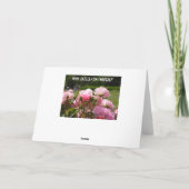 ピンクローゼス誕生日 カード (裏面)