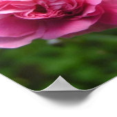 ピンクローゼポスター ポスター (角)