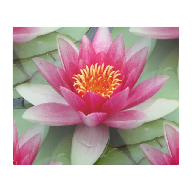 ピンクロータスウォーターリリーメタルウォールアート メタルプリント (正面)