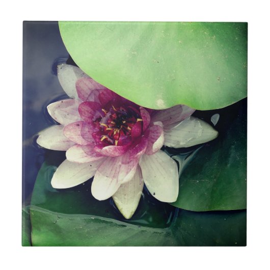 ピンクロータススケッチフォトタイル タイル (正面)