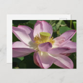 ピンクロータスフラワーII夏フローラ ポストカード (正面/裏面)