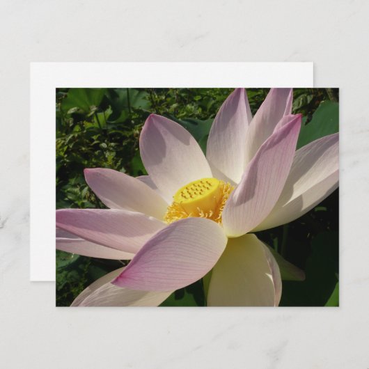 ピンクロータスフラワーIII夏フローラ (正面/裏面)