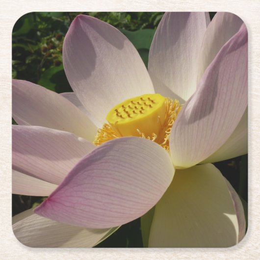 ピンクロータスフラワーIII夏フローラ スクエアペーパーコースター (正面)