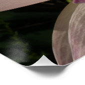 ピンクロータスフラワーIII夏フローラ ポスター (コーナー)