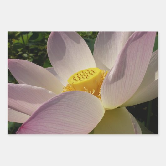 ピンクロータスフラワーIII夏フローラ ラッピングペーパーシート (正面)