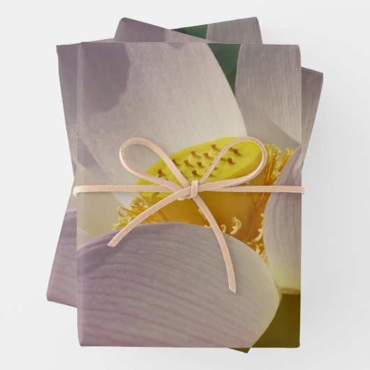 ピンクロータスフラワーIII夏フローラ ラッピングペーパーシート (インサイチュ)